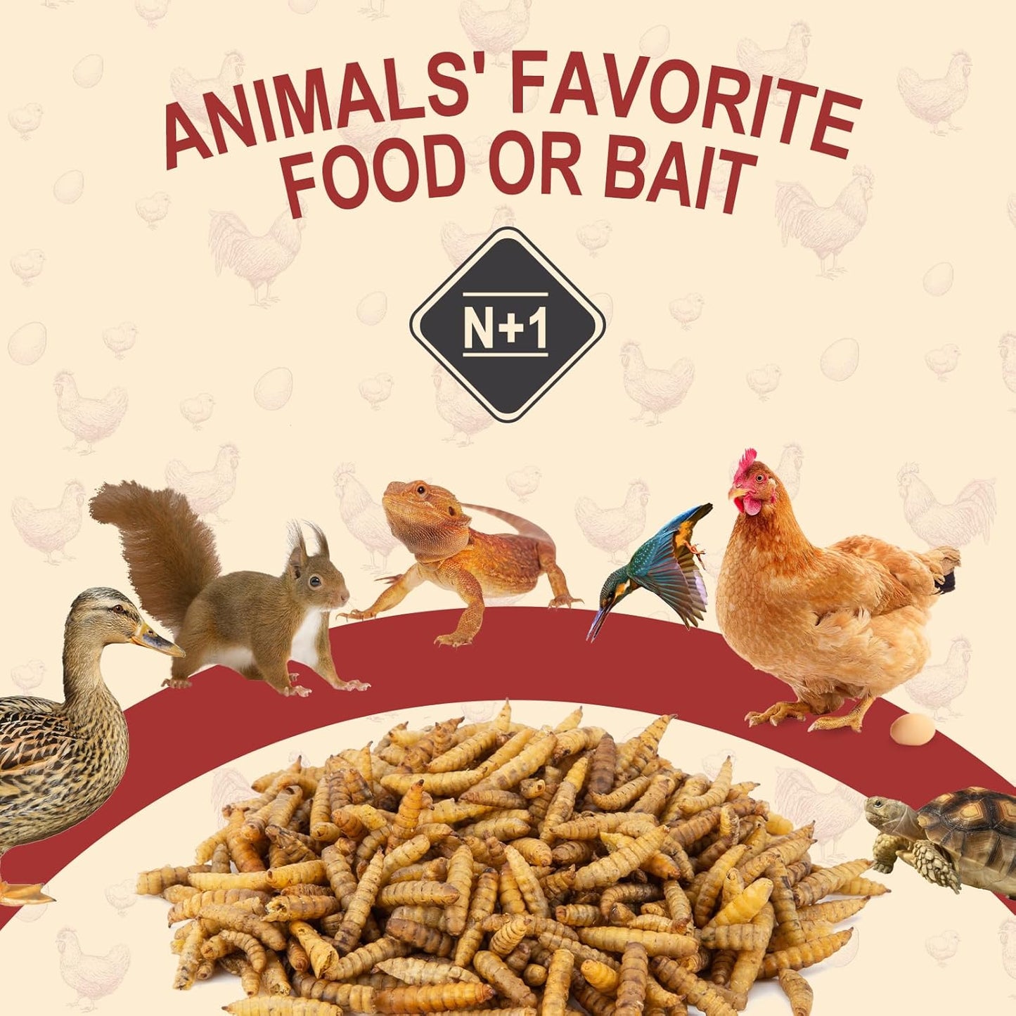 Black Soldier Fly Larvae for Chickens, Non GMO High Calcium BSF Larvae Fly Grubs Than Dried Mealworms for Turkeys, High Protein Chicken Treats for Laying Hens, Natural Wild Bird Food 10LB (2.5LB * 4)