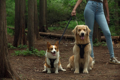 Dog Harness, No Pull Dogs Harness and Multi-Function Leash Set for Medium Dogs Easy Walk Everyday Adjustable Soft Dog Vest Harness Fashionable Dog Accessories Black-Button-Relaxed Medium