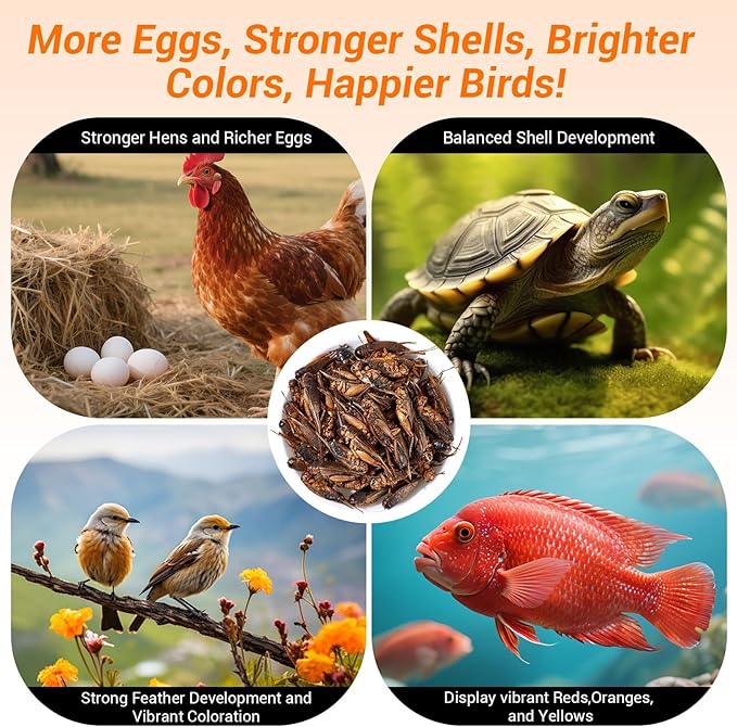 Dried Crickets 1 lb for Chickens, Wild Birds, Hedgehogs, Reptiles, Lizards, Bearded Dragons, Fish, Turtles - High Protein Natural Insect Food Resealable Bag