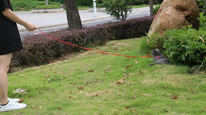 AMAGOOD 6 FT Cat Leash, Strong and Durable Traditional Style Leash with Easy to Use Collar Hook,Cat Lead Great for Cats (3/8 in x 6 ft,Black and Red(2-Pack))