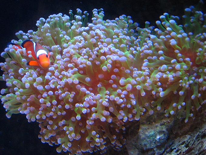 Kolar Labs Crystal Cal Activated Carbon – 1 Gallon, Activated Charcoal for Aquariums and Fish Tanks