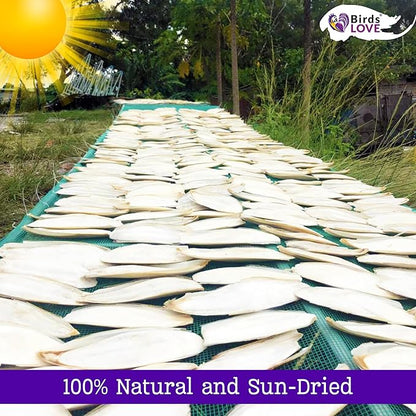 Birds LOVE 7.5" to 8" Natural Cuttlebone for Birds, Tortoises, Snails & Crabs (1 Pack) – 100% Pure Sun-Dried Cuddlebone Calcium Supplement to Support Beak & Shell Health