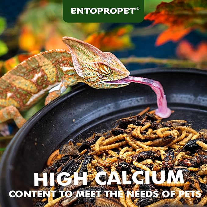 Dried Mealworms and Dried Crickets - Higher in Calcium and Richer in Protein-A Premium Medley Treat Food for Bearded Dragons,Turtle, Birds & Tropical Fish, 3oz