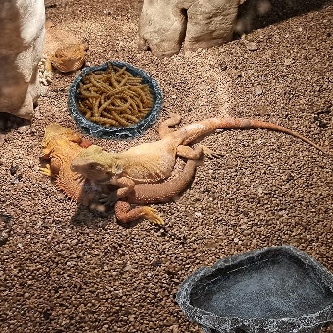 2 Pack Reptile Feeding Dish Corner Bowl, Reptile Water Dish Food Bowl Feeding Terrarium Bowls for Bearded Dragon Lizard Frog Gecko Tortoise Hermit Crab