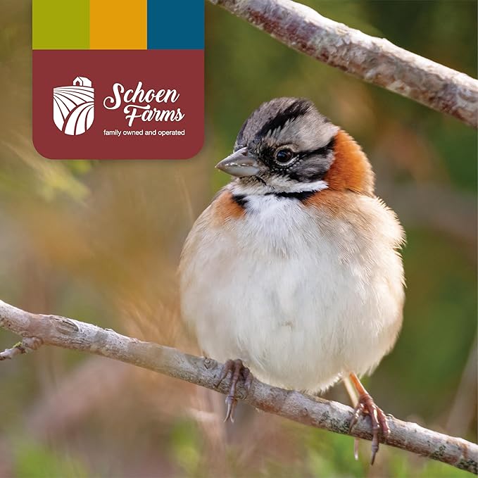 Schoen Farms Bright White Safflower Seeds for Cardinals, Jays, Finch, Dove and Others | 7 lbs (3.18 kg.)