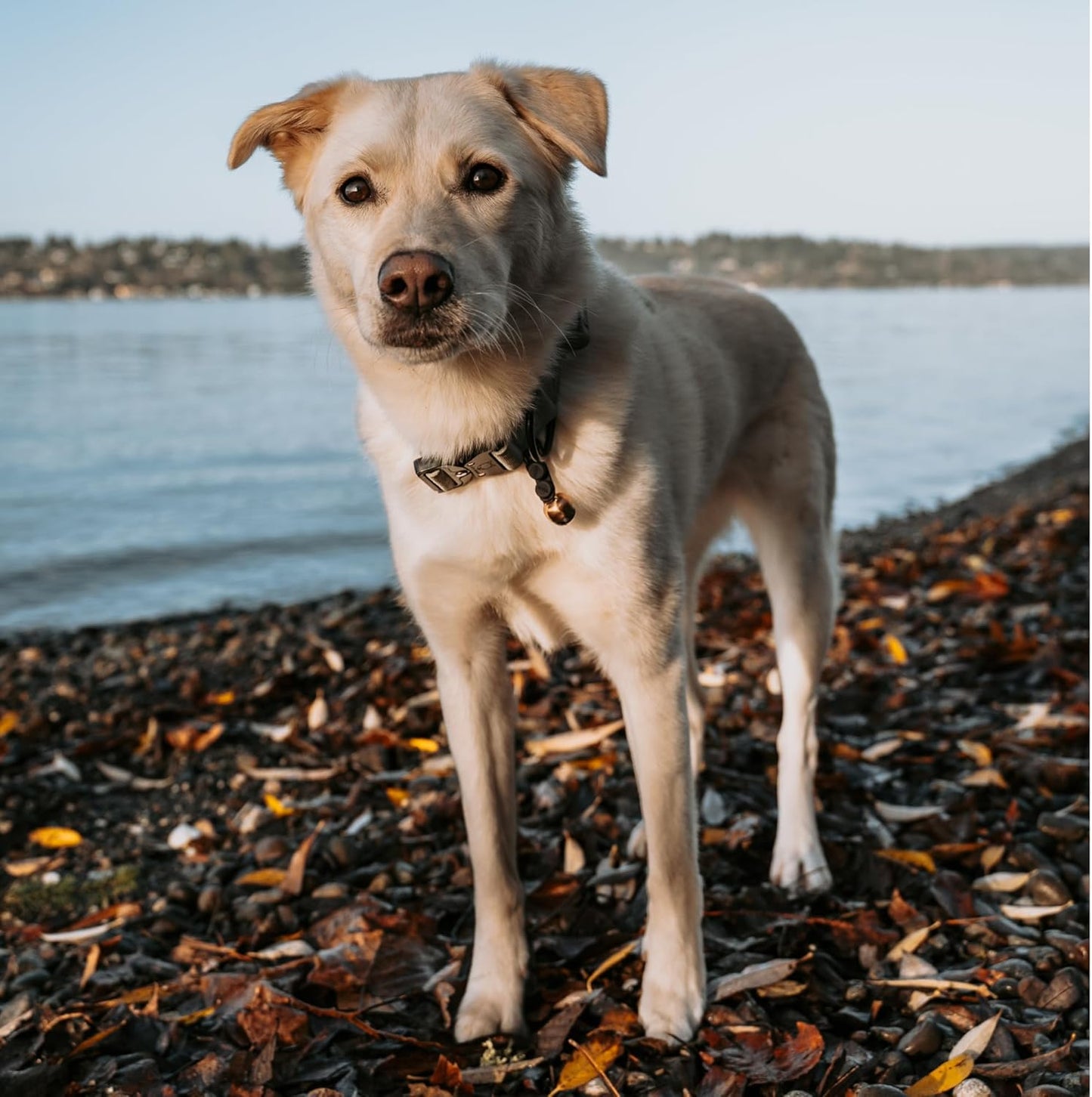 Beau's Bells V2 | Cat & Dog Collar Bells with New Quick Loop Easy Release Clip | Handmade Copper | Track Your Pet | Protect Wildlife