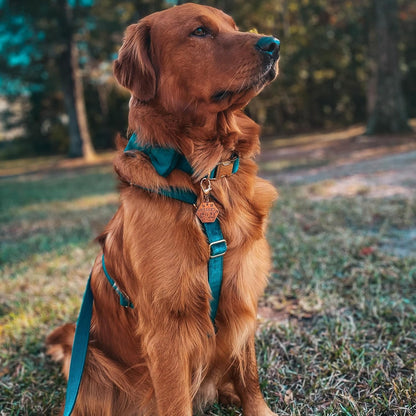 PETDURO Custom Dog Collar Personalized with Name Engraved Quick Release Rose Gold Metal Buckle for Large Medium Small Girl Dogs - Dog Leash and Bow Tie Available - Soft Comfy Velvet (Gem Green, S)