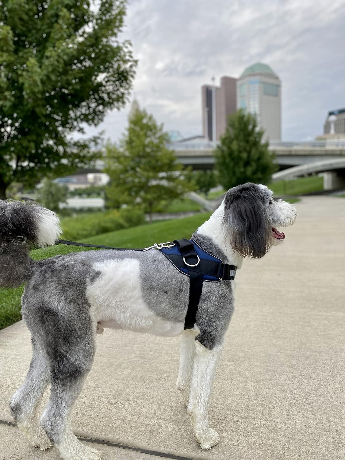 ShawnCo Essential Dog Harness, No-Pull Pet Vest with 3 Leash Clips, No Choke, Reflective, Adjustable and Padded, for Easy Walking and Training for Small, Medium and Large Dogs (Pacific Blue, XS)