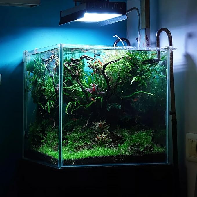 Ultum Nature Systems Driftwood - Spider Wood on Slate Stone for Fish Tank, Planted Tank, Terriarium, Paludarium - Versatile Natural Driftwood Decor - Spider Wood on Slate Stone, Medium (12-15")