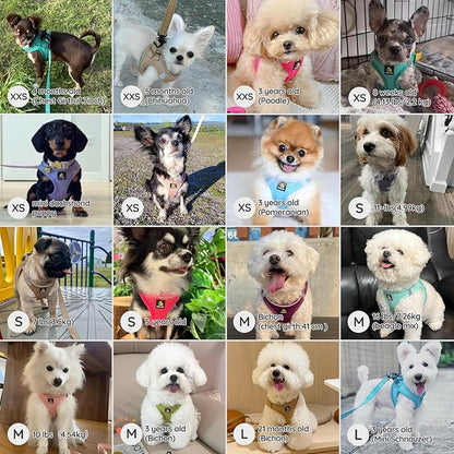 BELLA & PAL Step in Vest Harness for Small and Medium Dogs, No Pull Small Dog Harness with Leash Set, Comfortable Air Mesh Dog Vest Harness with Reflective Strip (Grape Purple, L)