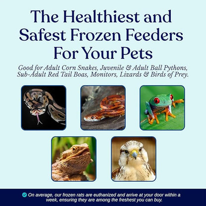 MiceDirect Frozen Rat Pups Snake Food - Frozen Rats for Snakes like Juvenile Ball Pythons, Adult Corn & Ball Pythons, Sub-Adult Red Tail Boas, Monitor, Lizards, Birds of Prey - 2.5-3.5 in (50 Count)