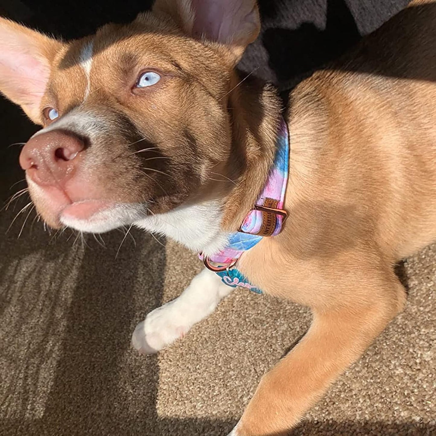 Elegant little tail Dog Collar, Colorful Pattern Pet Collar Durable Cute Dog Collars Fashion Male Female Pet Gift Adjustable Dog Collar for Large Dogs