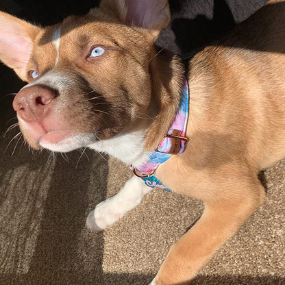 Elegant little tail Dog Collar, Colorful Pattern Pet Collar Durable Cute Dog Collars Fashion Male Female Pet Gift Adjustable Dog Collar for Large Dogs