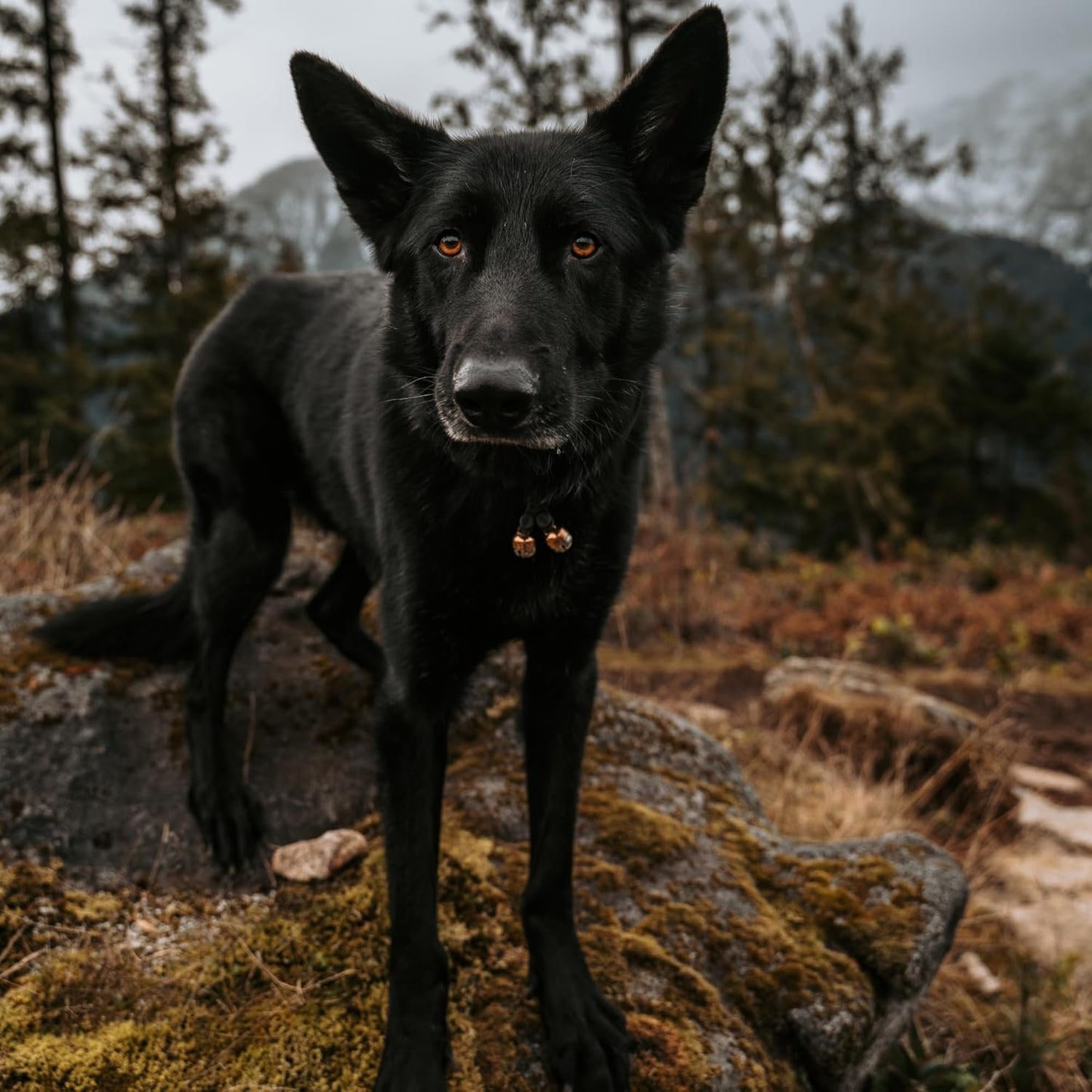 Beau's Bells V2 | Cat & Dog Collar Bells with New Quick Loop Easy Release Clip | Handmade Copper | Track Your Pet | Protect Wildlife