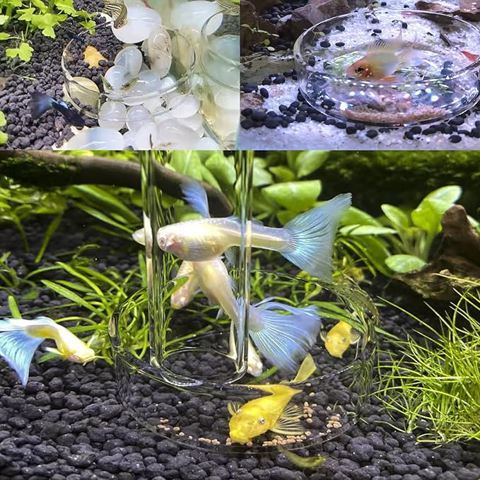 Aquarium Shrimp Feeder Dish Glass Fish Tank Feeding Bowls, 2pcs Square Glass Food Bowl (60mm), 1pcs Round Fish Feeding Bowls with Suction Cups (60mm)