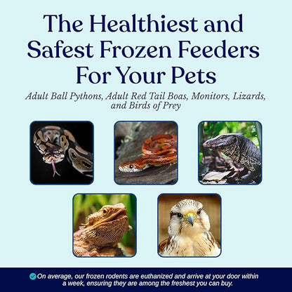 MiceDirect EST. 2003 10 Frozen Rat Medium Feeders Snake Food Adult Ball Pythons Monitors Lizards and Birds of Prey (6-8 in) (No Flavoring)