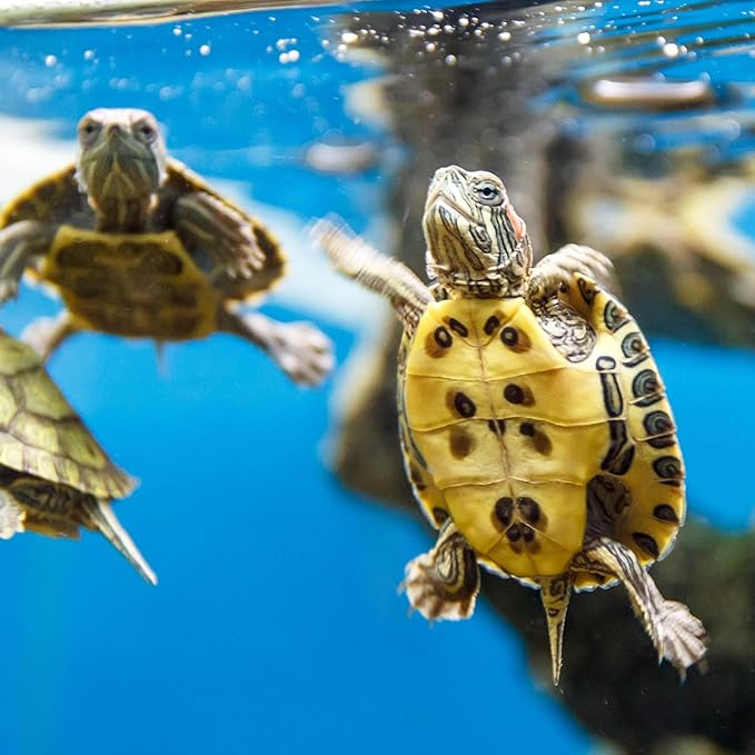 Tetra ReptoMin Floating Food Sticks, For Aquatic Turtles, Newts and Frogs, 2.65 lbs