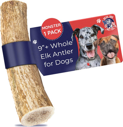 Devil Dog Pet Co. Elk Antlers for Dogs, Monster 9"+, 1 Pack, Grade A Long Lasting Chew for Aggressive Chewers, Premium USA Naturally Shed Antler – Healthy, No Odor, Durable Dog Chew