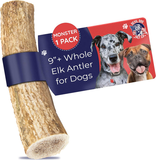 Devil Dog Pet Co. Elk Antlers for Dogs, Monster 9"+, 1 Pack, Grade A Long Lasting Chew for Aggressive Chewers, Premium USA Naturally Shed Antler – Healthy, No Odor, Durable Dog Chew