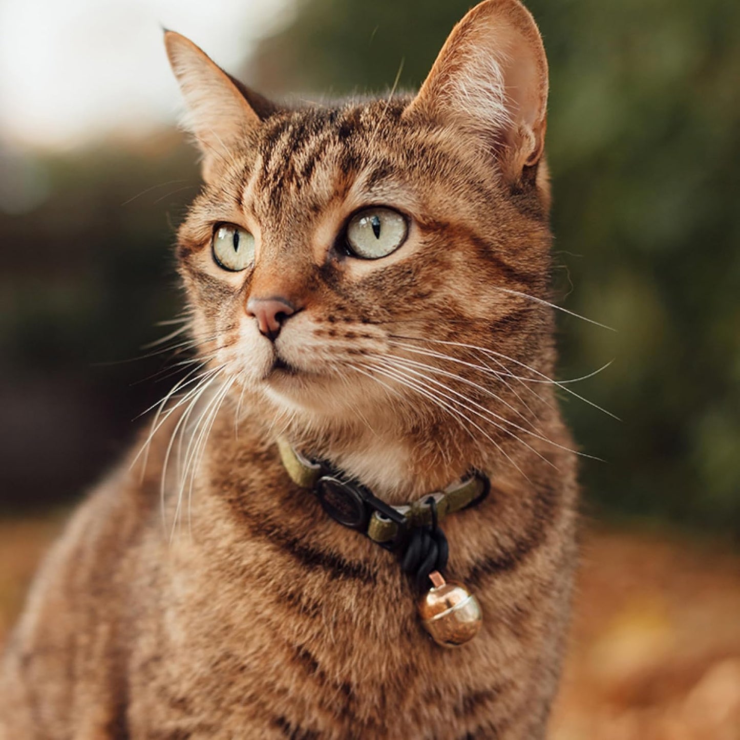 Beau's Bells V2 | Cat & Dog Collar Bells with New Quick Loop Easy Release Clip | Handmade Copper | Track Your Pet | Protect Wildlife