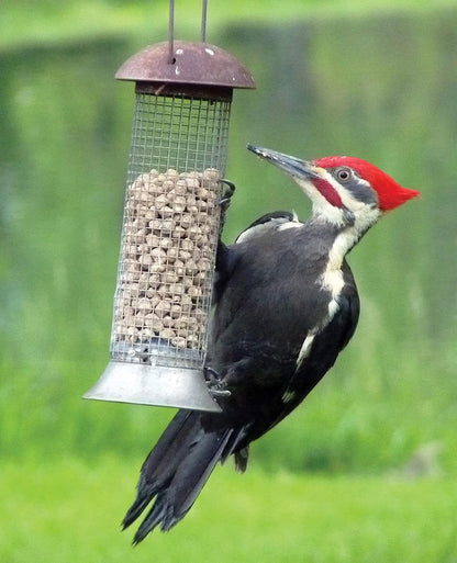 C&S Wild Bird Woodpecker Suet Nuggets Mega Box, 8 Pounds (Pack of 2)