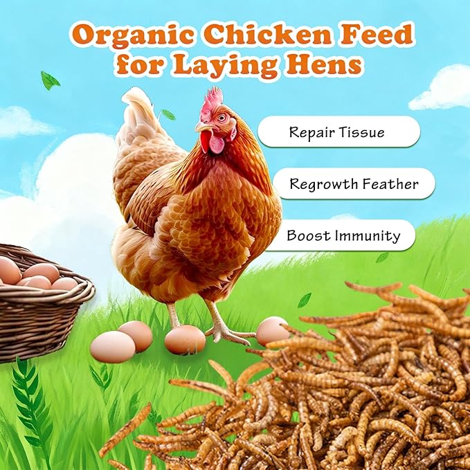 Amzey Dried Mealworms 2 LB, 100% Natural Meal Worms for Chicken & Birds, Organic Chicken Feed for Laying Hens, High Protein and Nutrition, Zipped Bag