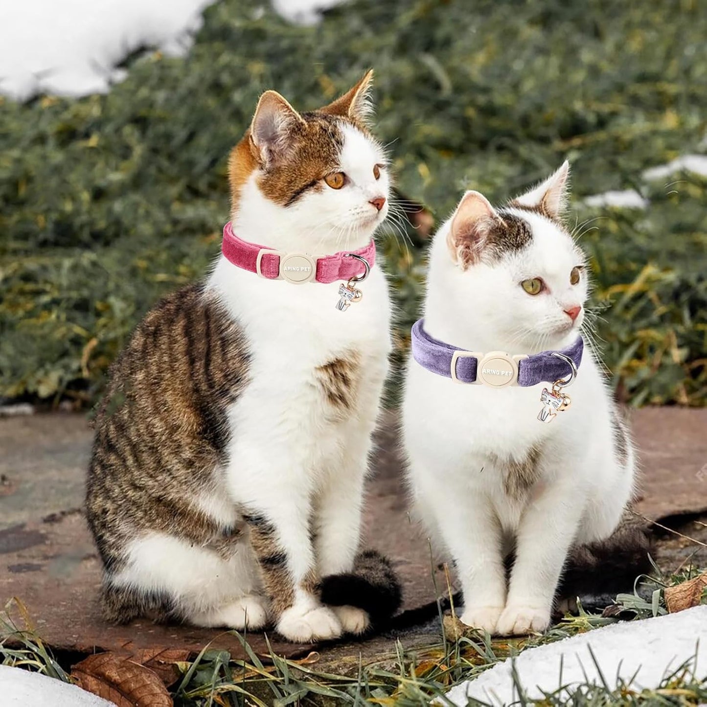 ARING PET 2 Pack Cat Collars-Cute Breakaway Cat Collar with Bell & Pendant, Adjustable Velvet Purple&Rose Red Kitten Collars with Safety Buckle for Girl and Boy Cats