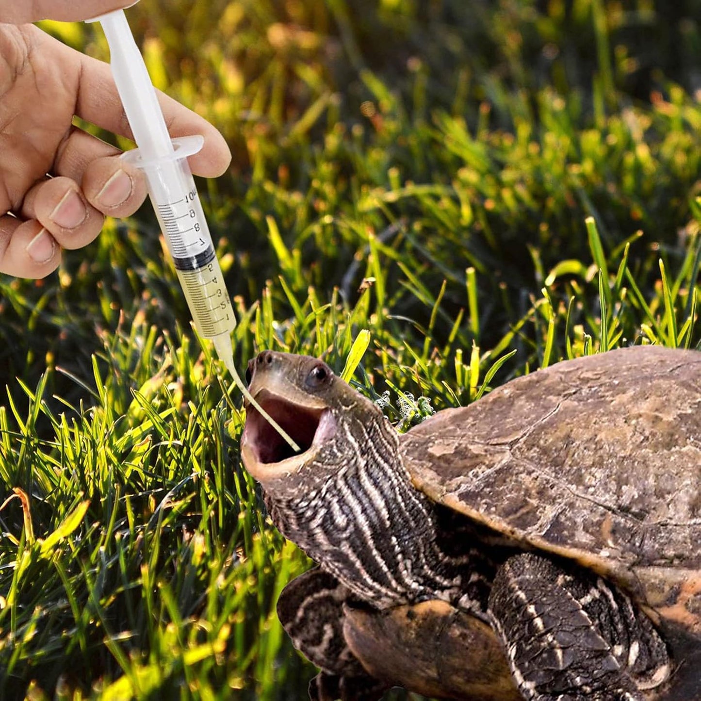 Balacoo 1 Set Pet Parrot Milk Feeding Syringe with Tubes Baby Pigeon Turtle-Dove Feeding Syringe Puppy Medicine Feeder Tablet Medical Feeding Tool for Small Animals