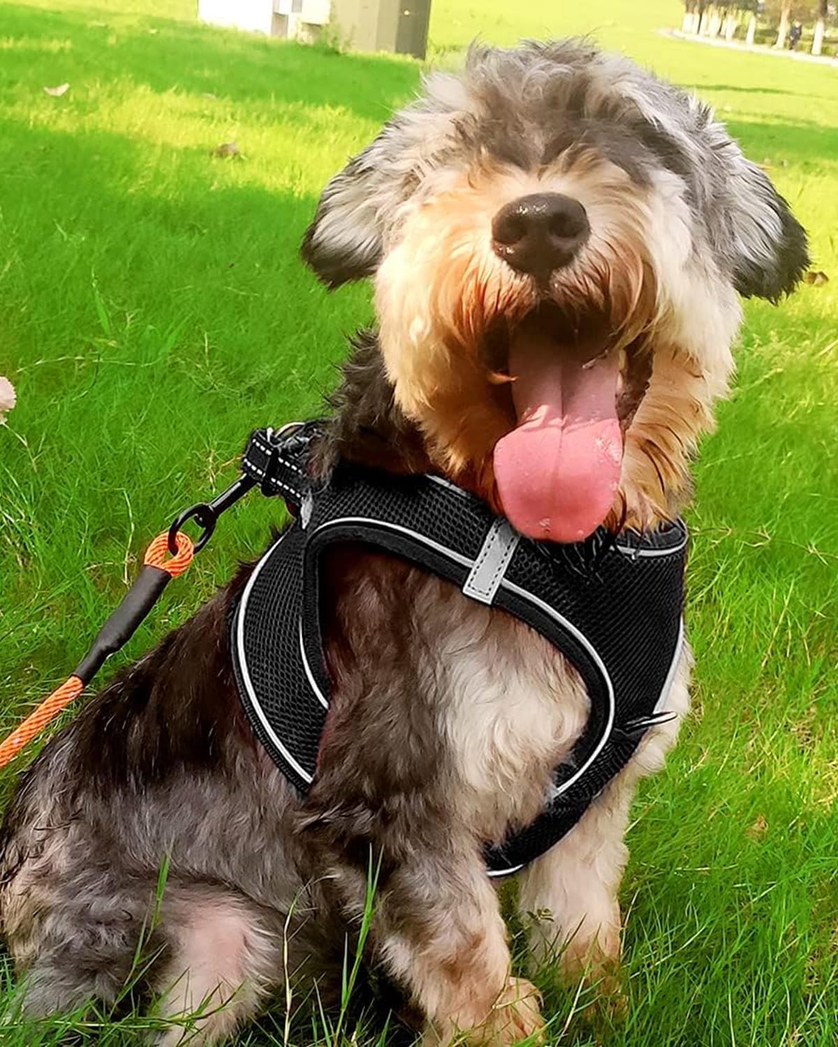 Joytale Small Dog Harness, Breathable Mesh Step-in Vest, Reflective Soft Padded Harnesses for Small and Medium Dogs, Black, L