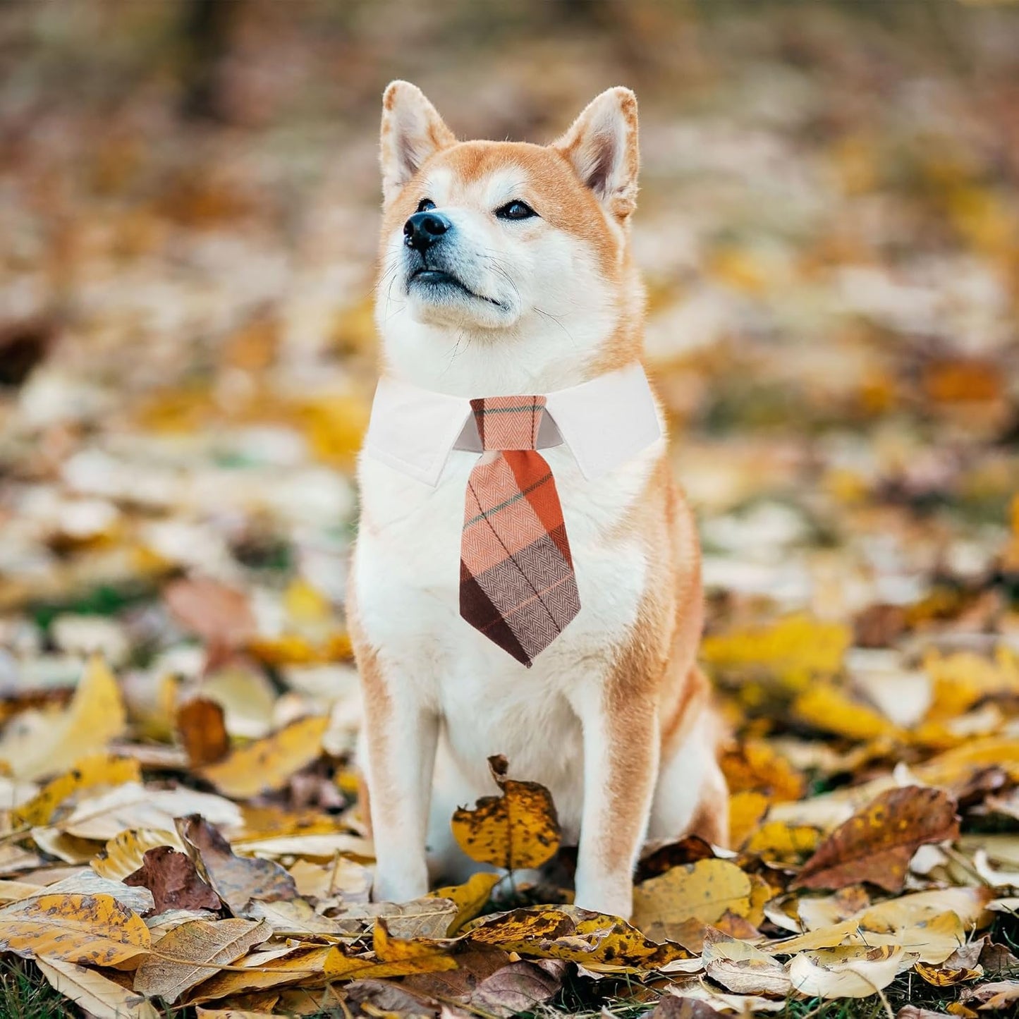 ADOGGYGO Fall Dog Necktie, Halloween Thanksgiving Pet Tuxedo, Orange Plaid Fall Neck Tie Collar for Medium Dogs (Medium)