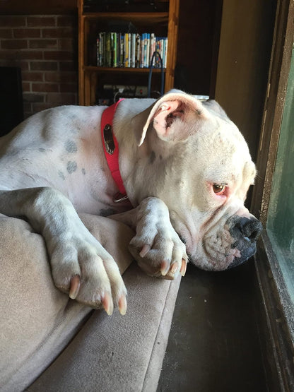 LuckyPet Rivet-On Pet ID Tag - Personalized, Silent and Customized - Suitable for Cats and Dogs - Heavy-Duty Pet Identification - Engraved Tags - Large, Mirror Finish Stainless Steel