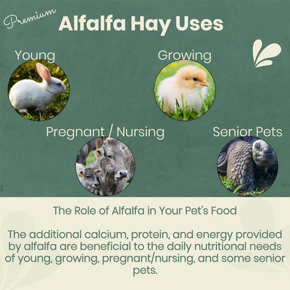 Fresh Alfalfa Hay 40Lbs by Bunny Honey - Natural Hay for Guinea Pigs, Rabbits, Hamsters, Hedgehogs, and More Small Animal Pets - Not Blended, Green Chopped & Delivered Fresh