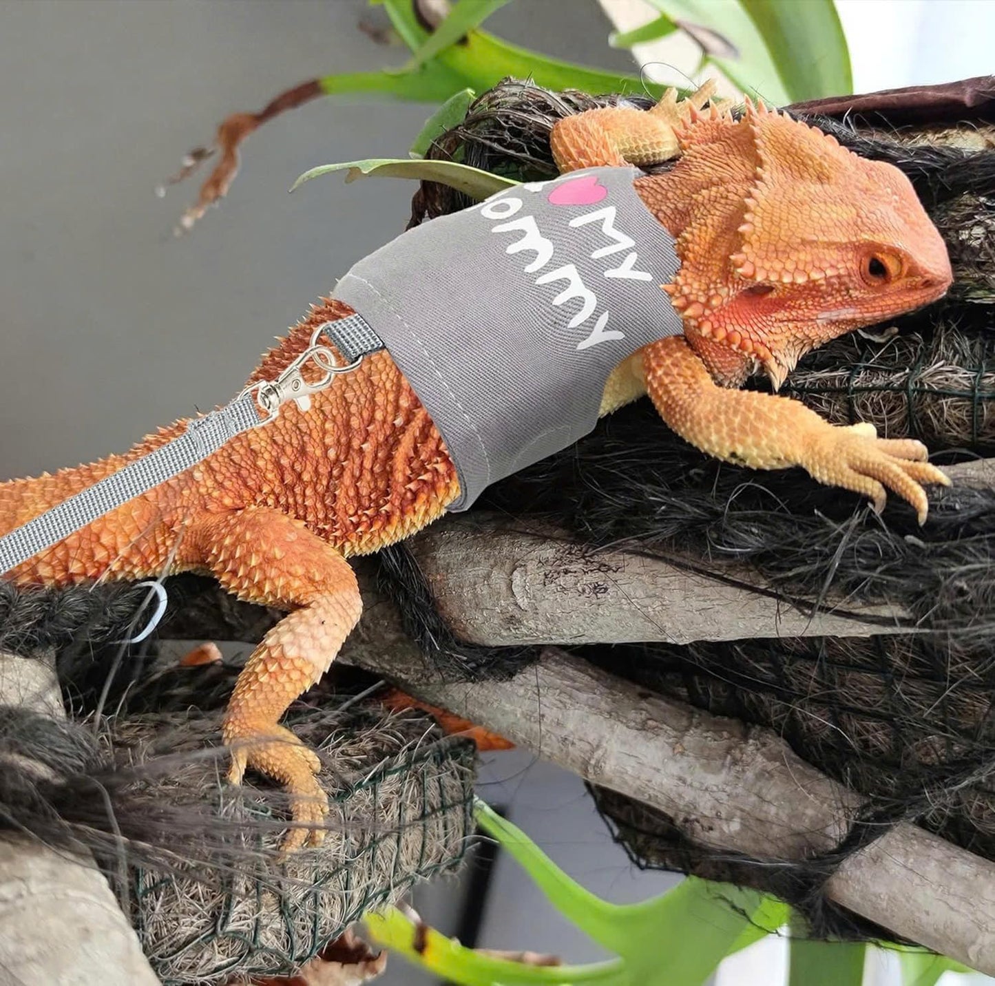 Bearded Dragon Harness and Leash Set - Adjustable Reptile Harness with Cute Design for Small Animals | Comfortable Outdoor Walking Gear for Lizards