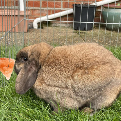 PINVNBY Rabbit Himalayan Salt Lick Block,Small Animals Chew Toys Rabbits Pink Natural Mineral Salts Blocks for Horses Bunny(8 Pcs)