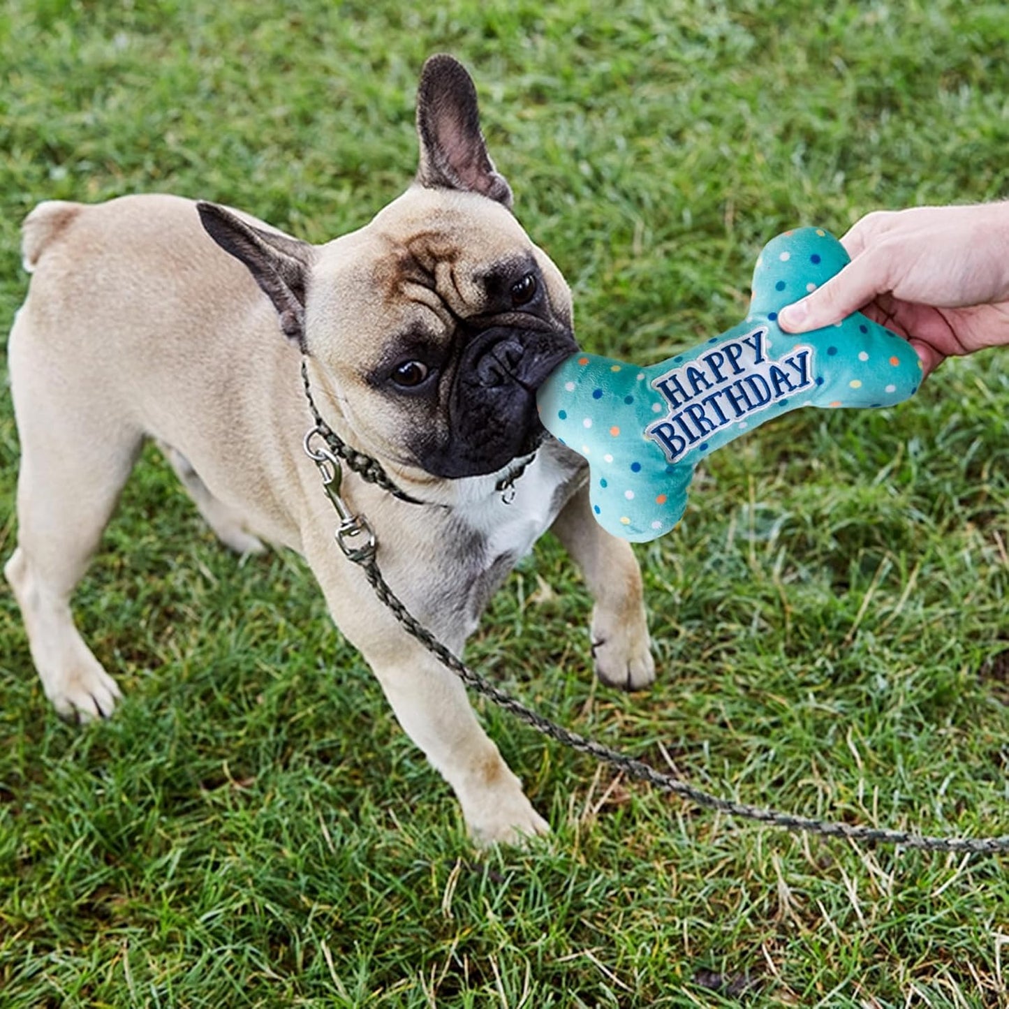 Prime Pets Dog Birthday Toys, Plush Dog Squeaky Toys, Stuffed Puppy Chew Toy for Small Medium Large Dogs, Bone Pet Toy