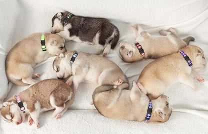 14 PCS Puppy Collars for Litter Puppy ID Collars Glow in The Dark Whelping Supplies Soft Nylon Breakaway Coloured Collars with 2 ID Tags(S)