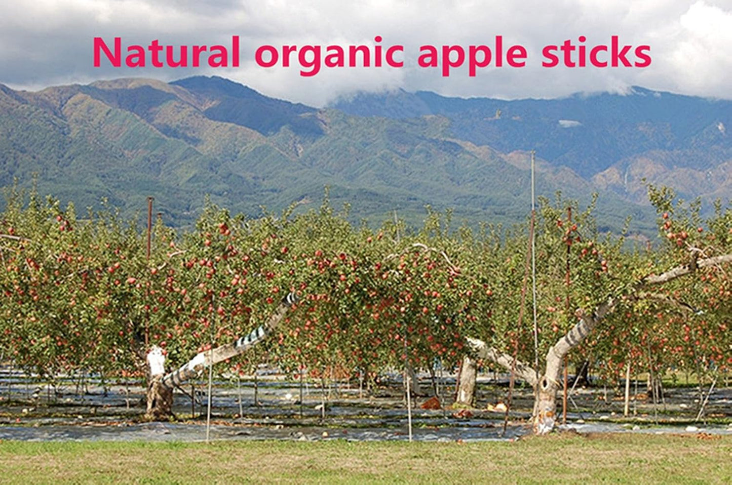 sharllen 300g(10.5oz) Apple Sticks (About 90 Sticks) Pet Chew Toys for Rabbits Chinchilla Guinea Pigs by