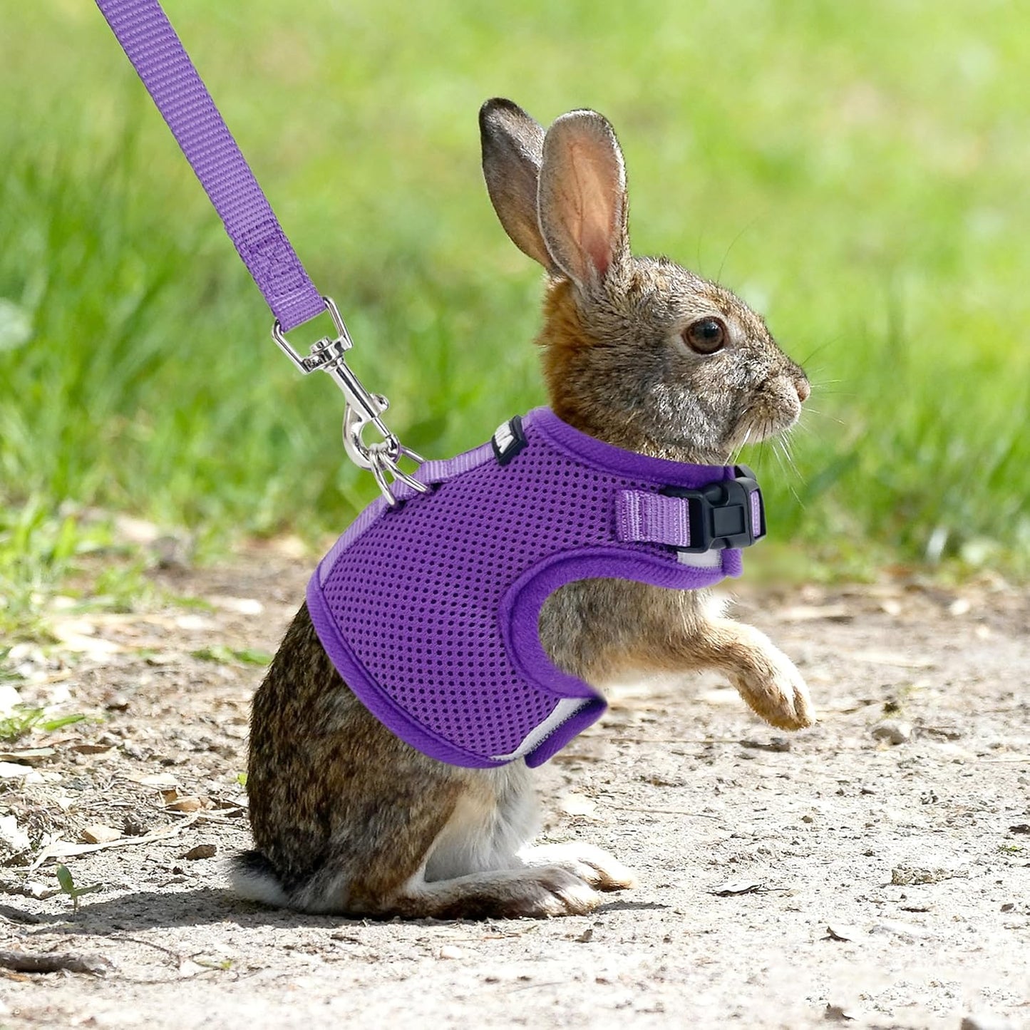 AIITLE Adjustable Rabbit and Leash Set - Lightweight & Portable, Padded Vest with Magic Tape Design, Indoor/Outdoor Use (Training, Hiking) - Fits Hamsters, Rats, Iguanas, Puppies, Cats, Purple M
