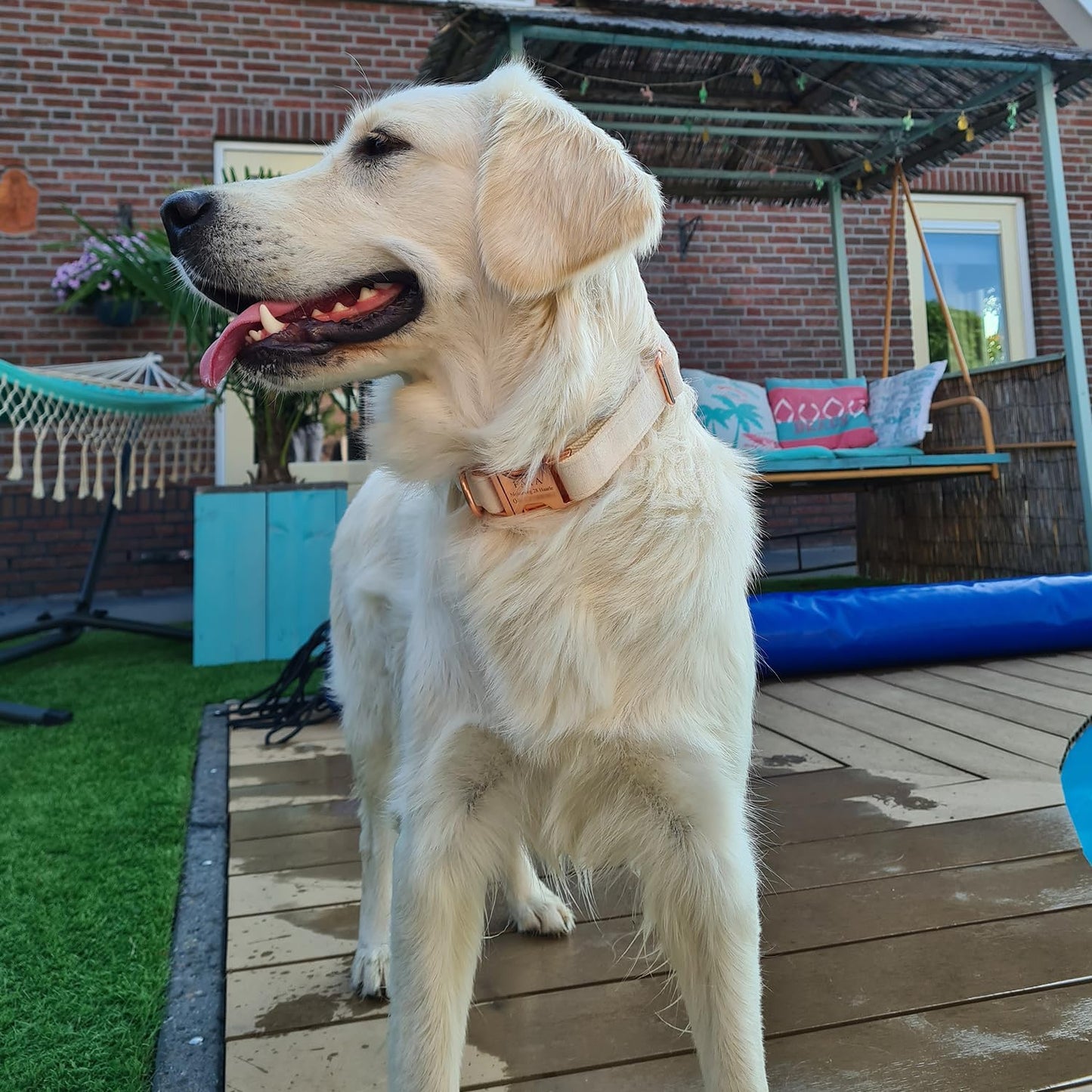 PETDURO Custom Dog Collar Personalized with Name Engraved Quick Release Rose Gold Metal Buckle for Large Medium Small Girl Dogs - Dog Leash and Bow Tie Available - Soft Comfy Velvet (Cream, L)