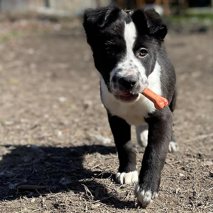 Nylabone Power Chew Classic Bone Chew Toy for Dogs, Durable Dog Toys for Aggressive Chewers, Bacon Flavor, Medium/Wolf - Up to 35 lbs. (1 Count)