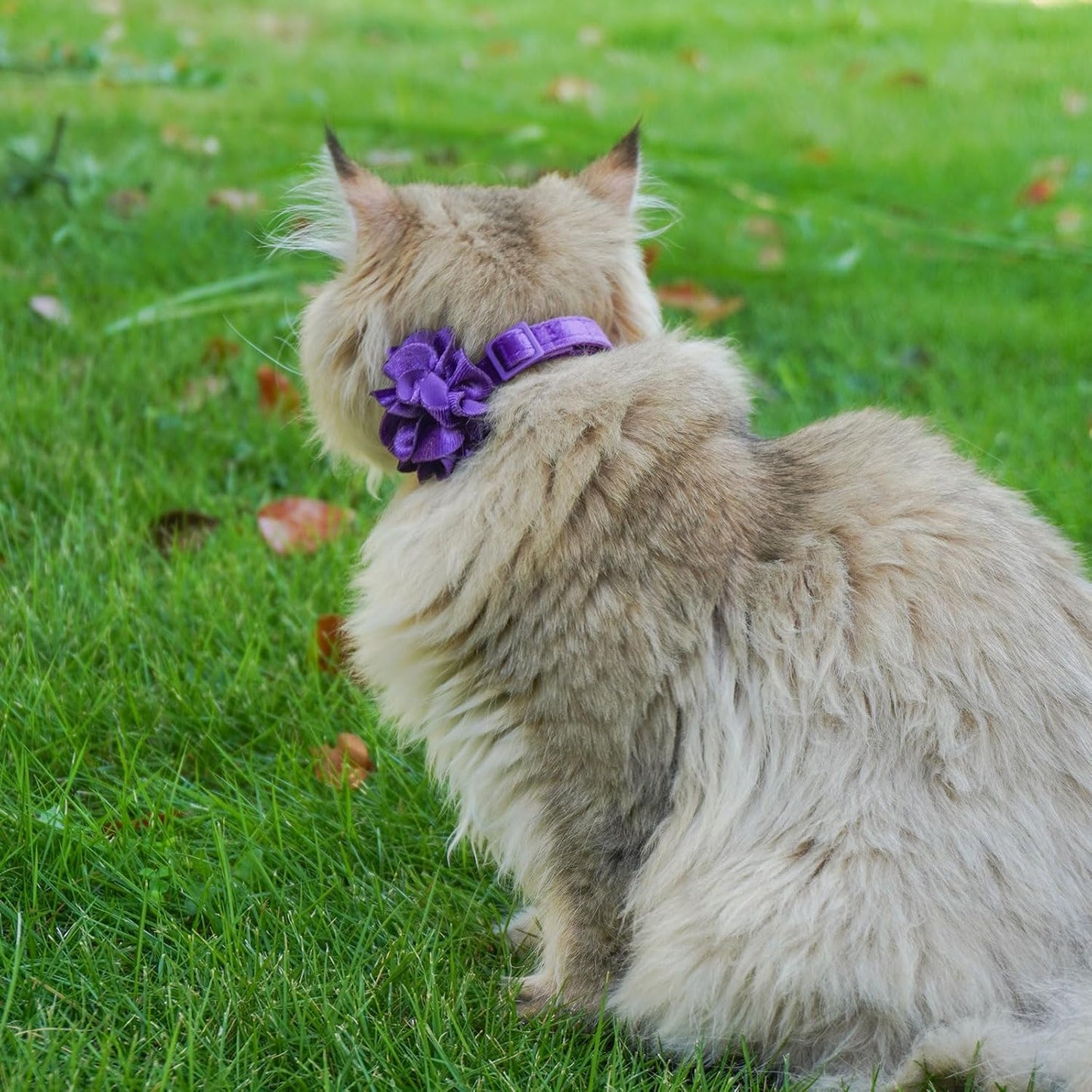 azuza 2 Pack Cat Collar Floral with Bell and Removable Flower Bowtie Breakaway Adjustable Velvet Fabric Cat Collar for Pets and Daily Decoration，Hot Pink & Purple