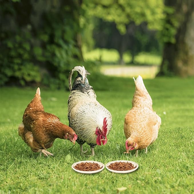 6 Pack Canned Mealworms for Reptiles, Fish, Birds and Small Animals, Meal Worms, Healthy High Protein Treat, Reptile Bird Fish Food 7.2 Ounces Total