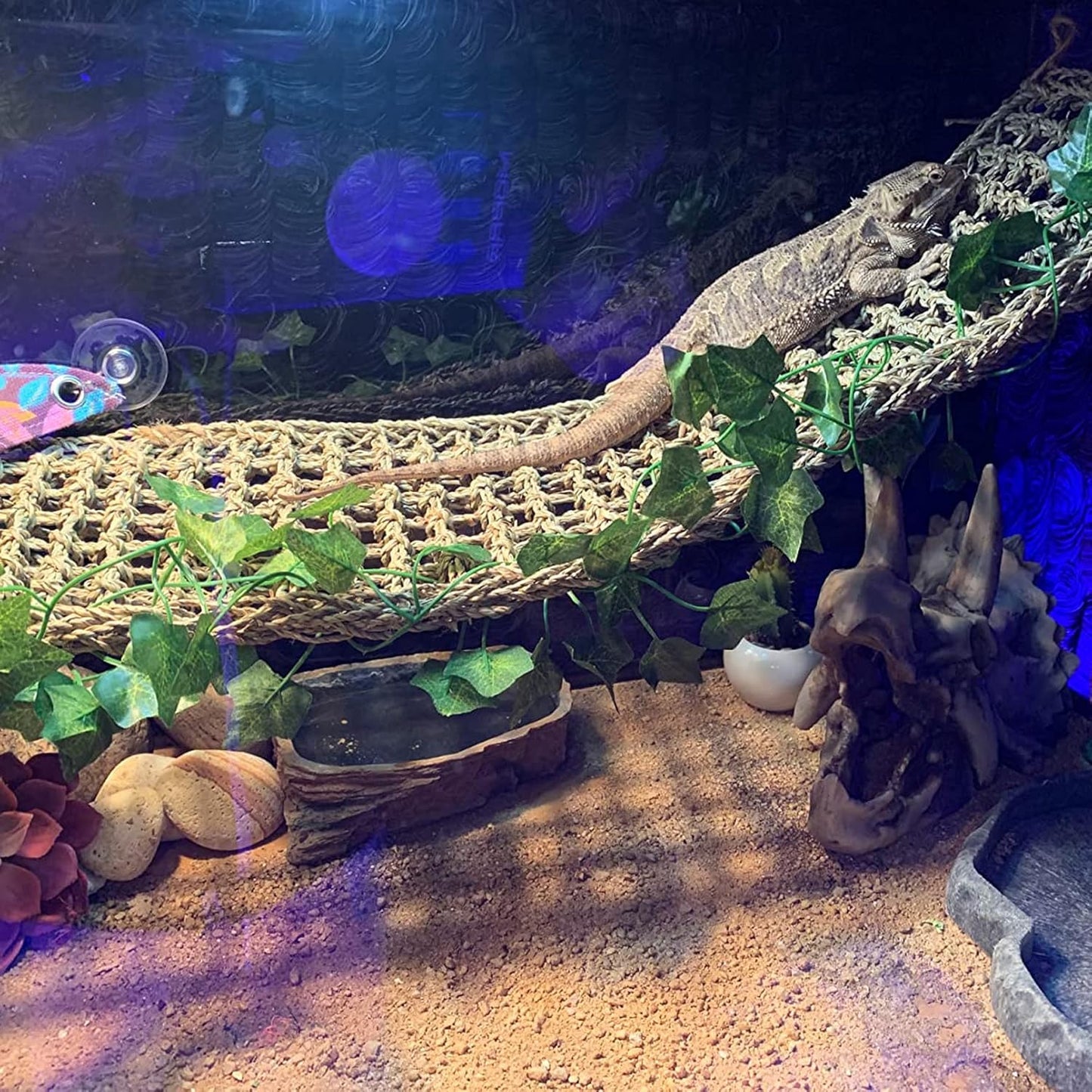 PINVNBY Reptile Dinosaur Skull Decor,Bearded Dragon Tank Accessories,Reptiles Resin Triceratops Skull Cave Lizard Hammock Amphibians Habitat Hideouts Decorations for Lizards Spider Gecko Chameleon