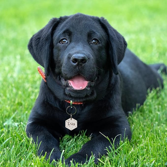 Anavia Small Size Dog Cat ID Tags, Small/XS Personalized Color Plated Stainless Steel Puppy Kitten Name Tags, Customized Engraved Nameplate Pet Collar Tag (Purple, Hexagon)