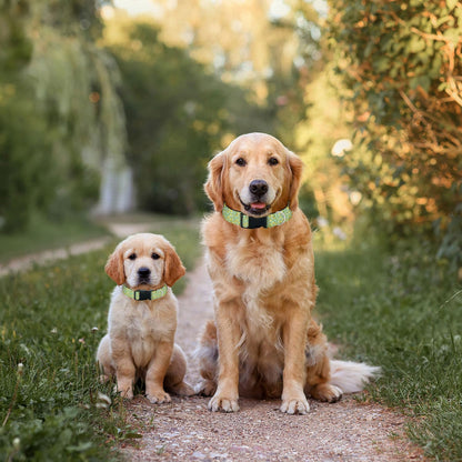 Yellow Lemon Fruit Green Leaf Dog Collars Soft Adjustable Collar Strap for Small Medium Large Dogs Cats Pet