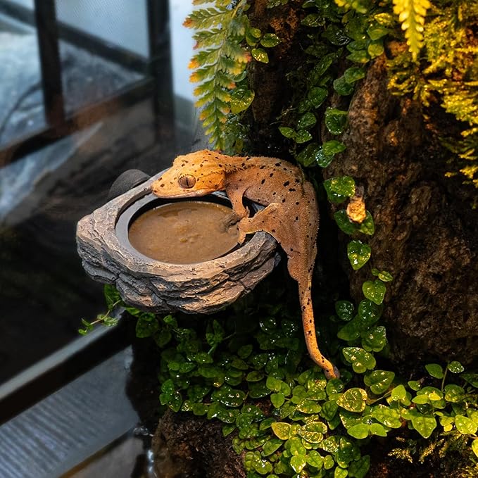 Wacool Magnetic Gecko Ledge - Single Bowl Reptile Feeding Tray with 3 Feeding Cups for Geckos, Lizards, Chameleons and Reptile Pets