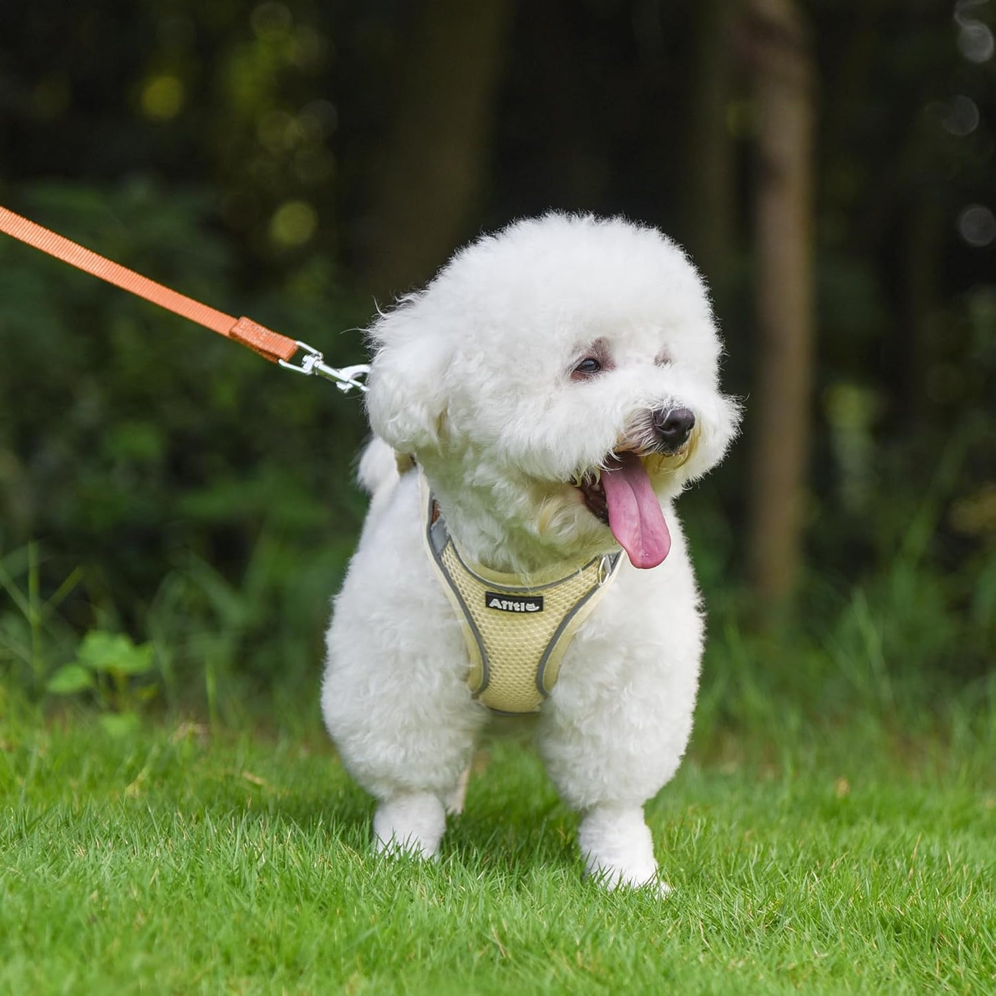 AIITLE Easy Walk Dog Harness and Leash Set - Pet Supply No Pull, Step in Adjustable Pet Harnesses with Padded Vest for Summer, No Choke Over, Easy to Put on Medium Dogs Beige L