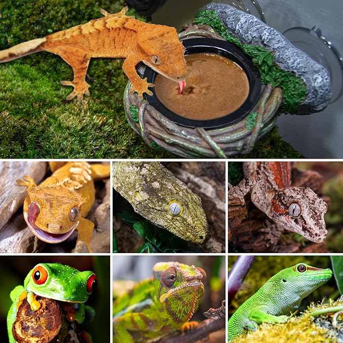 REPTI ZOO Crested Gecko Feeding Ledge, Reptile Water Food Dish for Bearded Dragon Lizard Snake Turtle, Vine Reptile Feeder Ledge Bowl with 2PCS Cups