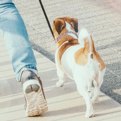 Pink Blue Purple Mermaid Sequin Pet Collar Cat Dog Neck Strap Quick Release Buckle Adjustable Female Male Puppy Corgi