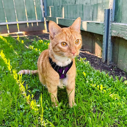 Voyager Step-in Lock Adjustable Cat Harness w. Cat Leash Combo Set with Neoprene Handle 5ft - Supports Small, Medium and Large Breed Cats by Best Pet Supplies - Purple/Black Trim, XXS